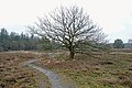 Buinerveld in de boswachterij Exloo