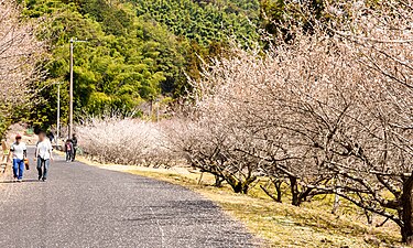 シーズンの園路と観光客