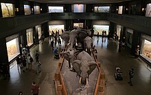 Akeley Hall of African Mammals Akeley Hall of African Mammals at AMNH.jpg