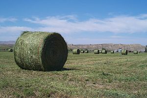 Cylindrical bales of alfalfa