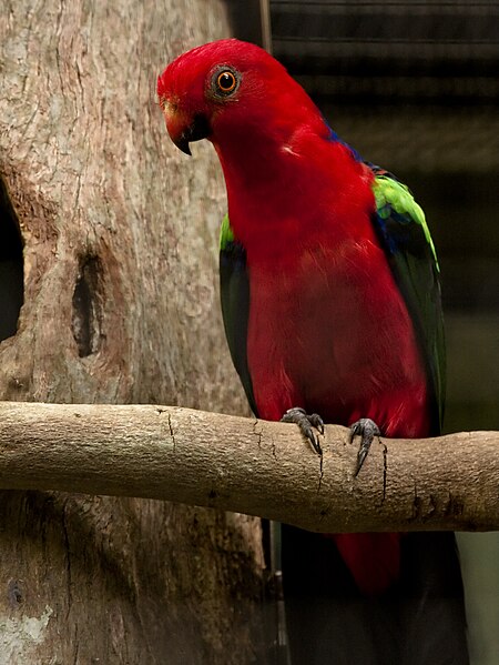 450px-Alisterus_chloropterus_-Jurong_Bird_Park_-male-8a.jpg