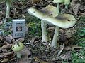 Ejemplares maduros de Amanita phalloides