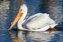 An American white pelican swimming