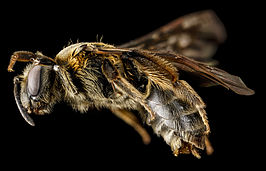 Andrena alleghaniensis