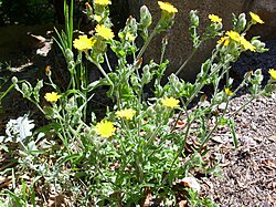 Tähtikaninkeltto (Andryala integrifolia)