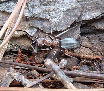 Anoplolepis custodiens, Formicinae