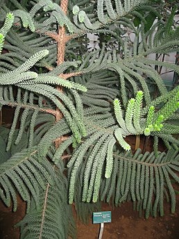 Araucaria Muelleri.Serres d'Auteuil 001.jpg