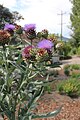Artichokes growing in the Central Okanagan 17 x 11 inch at 305 DPI (17 megapixels) #202