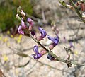 Miniatura para Astragalus bernardinus