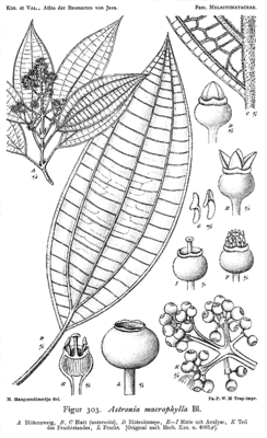 Astronia macrophylla. Ботаническая иллюстрация