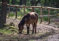 Exmoor-Ponys im Naturschutzgebiet Ölbachtal mit Augustdorfer Dünenfeld, Augustdorf, Kreis Lippe