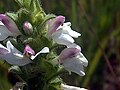 Bartsia trixago