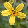 Tandzaad (Bidens)