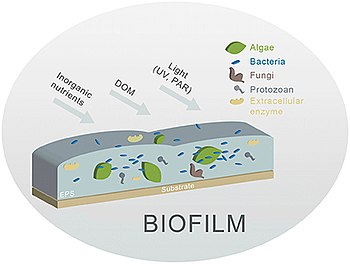 Different biofilm components in streams. Principal components are algae and bacteria. Biofilm components in streams.jpg
