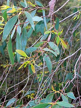 Eucalyptus stellulata