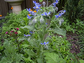 Borago officinalis