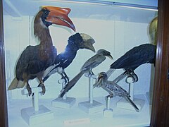 Galería de las aves