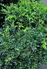 Aangetaste buxus