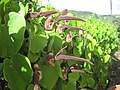 Aristolochia ringens