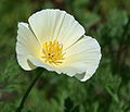 'Ivory castle' cultivar