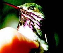 CalliopeHummingbird23.jpg