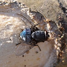 Calliphora vicina вид сверху.