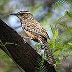 Adult cactus wren perched in a honey mesquite tree