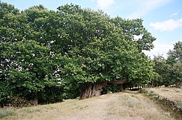 Manzaneda – Veduta