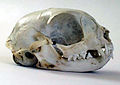 Image 15Cat skull (from Cat)