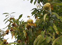 Iwrupa kastaña (Castanea sativa)