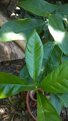 Leaves of some species of Citrus have winged petioles. Citrus limon - leaf with winged petiole.jpg