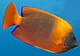 Clarion angelfish (Holacanthus clarionensis) (19185438555) (cropped).jpg