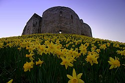 Yellow flowers on a grassy slope with a stone tower in the background.