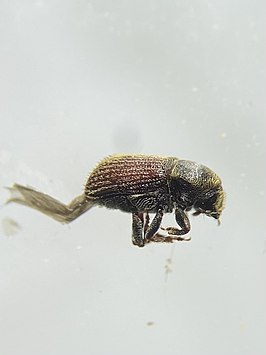 Cnesinus strigicollis