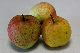 Coeur de boeuf (Apple) - OPL Peillac