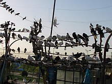 دسته کبوتران در قفس در یک پارک در قم