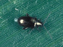 Description de l'image Cornfleabeetle.jpg.