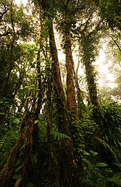 Costa Rica rainforest (Image: Eflon)