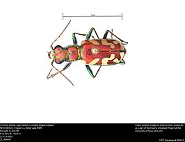 Cicindela fulgida