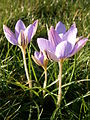 Crocus imperati 'De Jager'