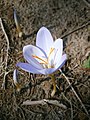 Crocus pulchellus