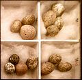 تخم‌های کوکو به تقلید از تخم‌های کوچکتر زده‌اند که در این جا تخم سسک‌های نیزار است.