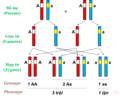 Hình 3: Cơ chế phân li và tổ hợp NST mang cặp alen A và a.