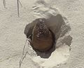 desert pocket gopher