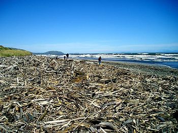 A beach covered with driftwood near Porirua, N...