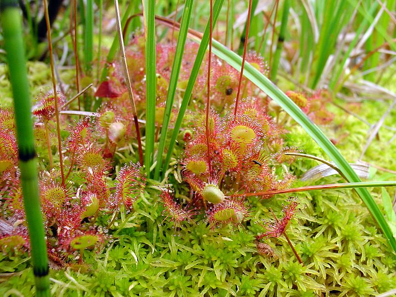 File:Drosera rotundifolia habitat.jpg