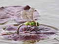 24 Emperor-Dragonfly-(5)