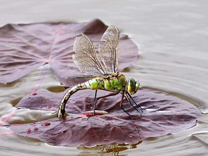 Стрекоза дозорщик-император (Anax imperator)