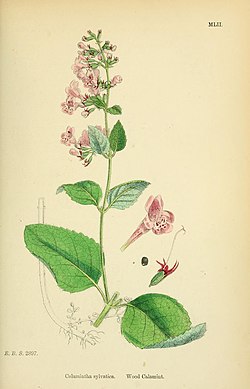Coloured figures of British plants (1863)