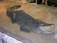 Cuban Croc